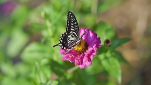 蝴蝶花下