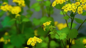超美黄花