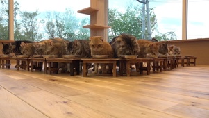 小猫咪开饭了