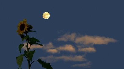 4K超清护眼风景