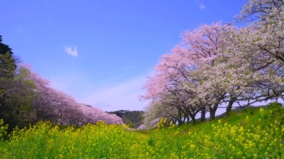 春天放松樱花菜花