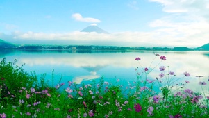 湖边小野花