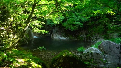 4K新绿森林溪流