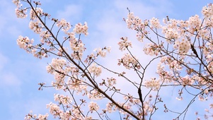 超美樱花