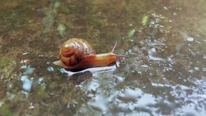 4K自然雨后意境蜗牛