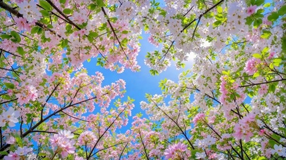 抬头望樱枝，满目皆春