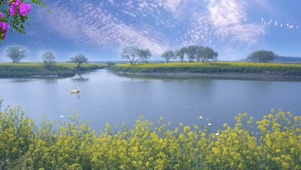 油菜花开