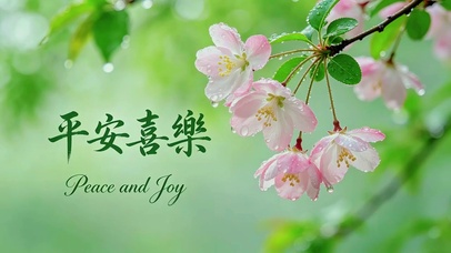 雨中唯美垂丝海棠