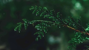 水滴绿叶