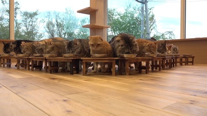 小猫咪开饭了