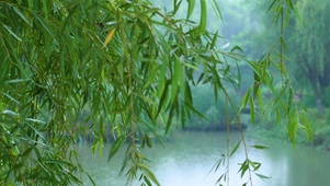 公园里的小湖