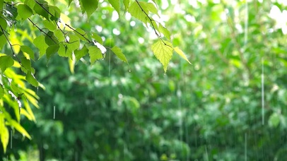 清凉雨天绿叶