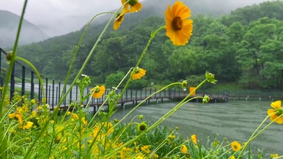 夏日清凉雨中花草
