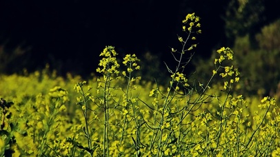 4k北方春天清晨的油菜花海