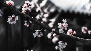雪中的梅花