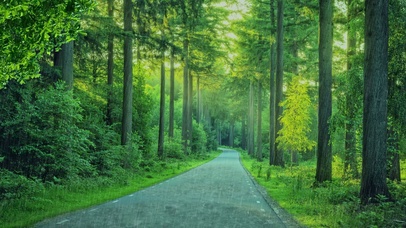 林间清雨，雨中漫步