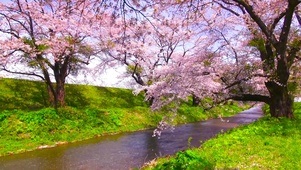樱花河岸