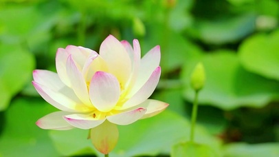 唯美夏日荷花4K