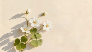 小清新幸运草