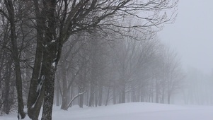雪~花飘飘~~北风~萧萧~~