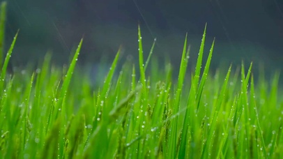 雨中稻穗