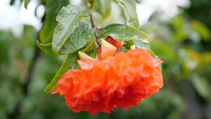 雨中的石榴花