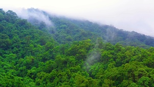 山顶雨林