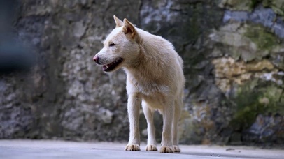 4k家禽鸡狗黄狗白狗公鸡