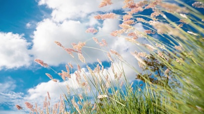 随风起舞的芦苇