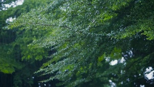雨中树叶