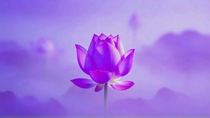 紫荷