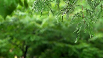 宁静的鸟叫下雨声