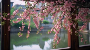 美丽桃花