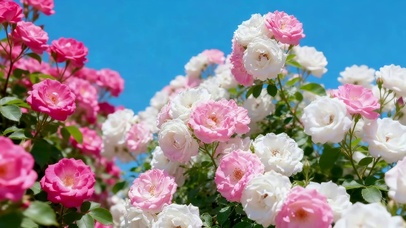 春天的鲜花