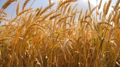 4K 高清 夏天自然小麦场