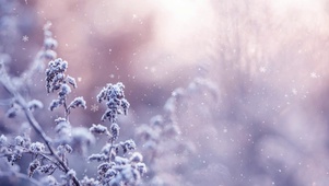 二十四节气冬季植物冬天下雪