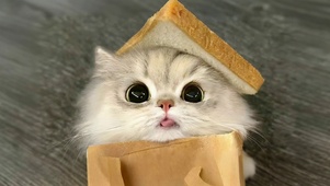 可爱的想把你吃掉