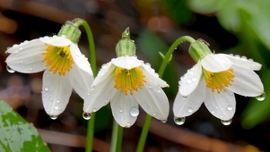 雨后小清新白色花朵在雨中伫立