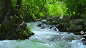 丛林泉水