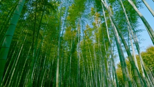竹林
