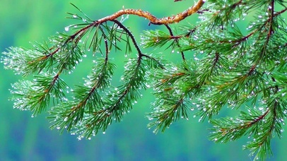 唯美清新护眼松露 4K