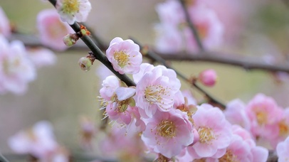 桃花盛开
