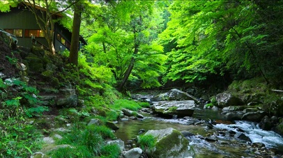 夏日护眼绿林山涧