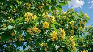 蓝天桂花治愈自然风景