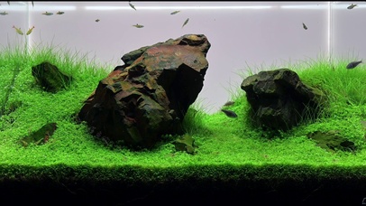 【4K】桌面实景鱼缸