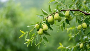 雨天枣子树