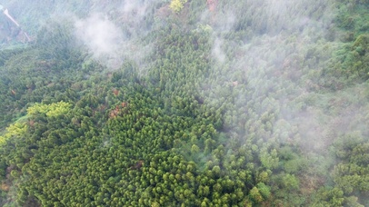 4K绿色植物生态环境云雾缭绕