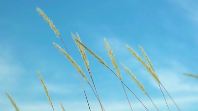 4k唯美夏日夏天夏季芦苇