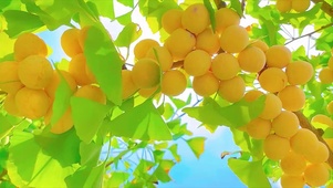 春华秋实