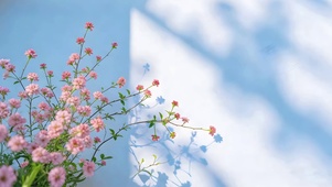 小清新鲜花（治愈）